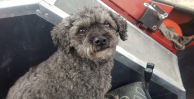 Kickis veterinarian reception in Katrineholm veterinär