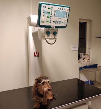 Kristinehamns Smådjursklinik veterinär