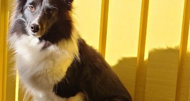 Lilla Veterinärinrättningen veterinär