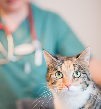 Lillö Djurklinik Kristianstad veterinär