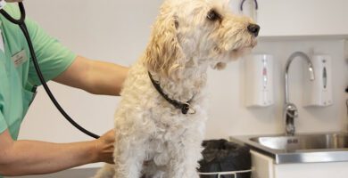 Lorensdal Veterinary Clinic Vellinge veterinär