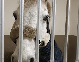 Lunden Animal Health veterinär