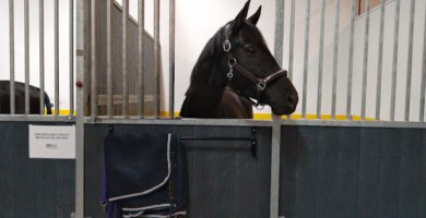 Mälaren Hästklinik Linköping veterinär