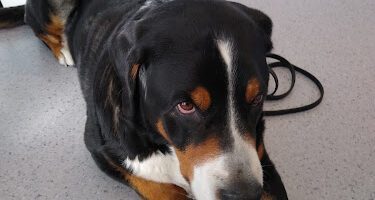 Nordvärmlands Smådjurspraktik veterinär