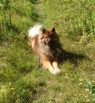 Norrahammars Veterinärpraktik veterinär