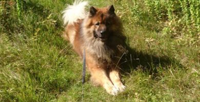 Norrahammars Veterinärpraktik veterinär