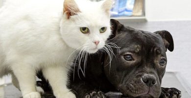 Nyatorps Veterinary Clinic veterinär