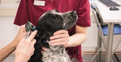 Öresunds Veterinärklinik Vellinge veterinär