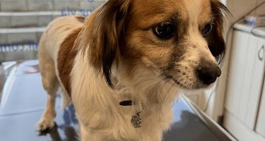 Österlens Smådjursklinik veterinär