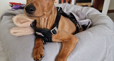 RS Veterinärpraktik veterinär