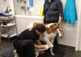 ReDog veterinär