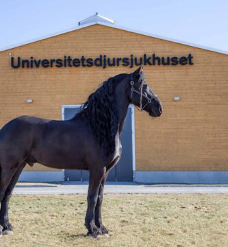 SLU Universitetsdjursjukhuset (UDS)