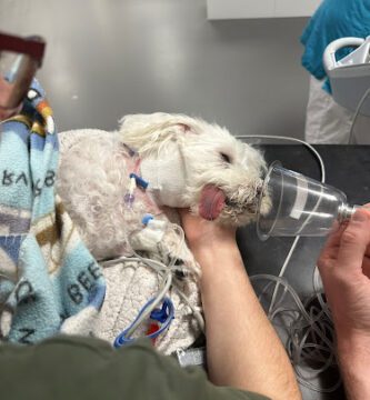 SLU Universitetsdjursjukhuset (UDS)