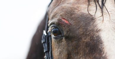 Sandelius Veterinärpraktik AB veterinär