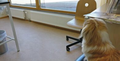 Sannegårdens Djurklinik AB veterinär