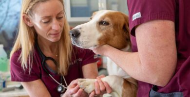 Sävsjö Veterinärklinik AB veterinär