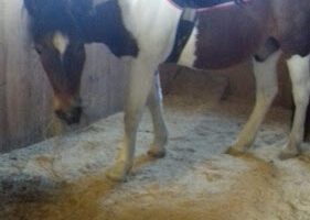 Scandinavian Equine Clinics veterinär