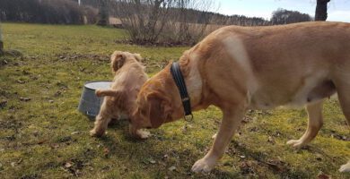 Skara Djursjukhus/smådjur AB veterinär