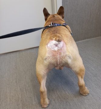 Smådjursveterinären a6 veterinär