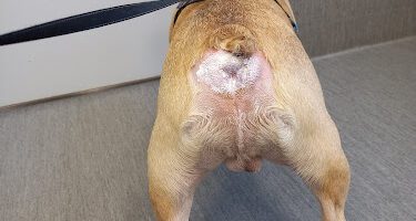 Smådjursveterinären a6 veterinär