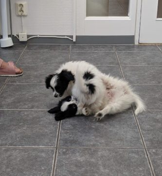 Small animal clinic veterinär
