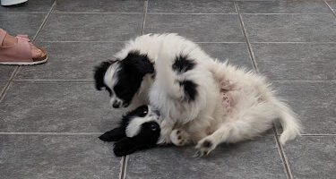 Small animal clinic veterinär