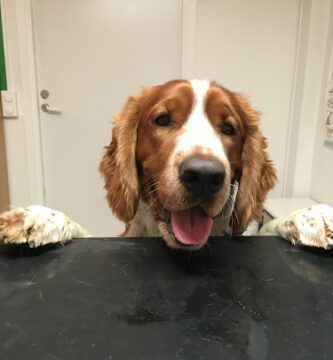 Solna Djurklinik veterinär