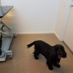 Stångebro Djurklinik veterinär