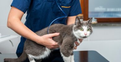 Stockholm's Animal Clinic - Veterinary veterinär