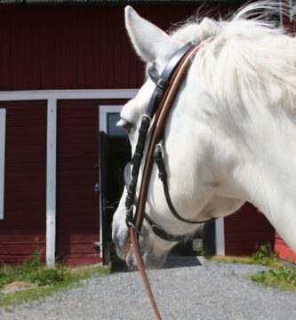 Stockholms Hästklinik veterinär