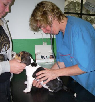 Stora Vörta Gård AB veterinär