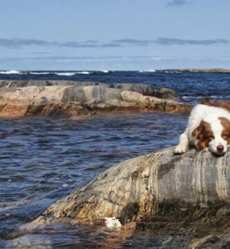 Sundbybergs Veterinärpraktik AB veterinär