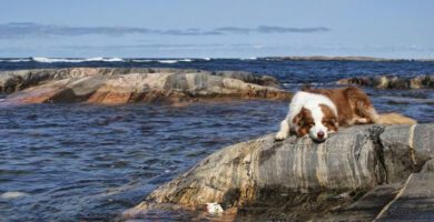 Sundbybergs Veterinärpraktik AB veterinär