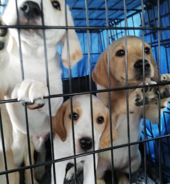 Sundsvalls Veterinärmottagning AB veterinär