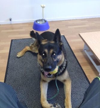 The dog and the cat Veterinarian veterinär