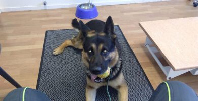 The dog and the cat Veterinarian veterinär