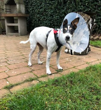 Travbanekliniken Hallands Djursjukhus veterinär