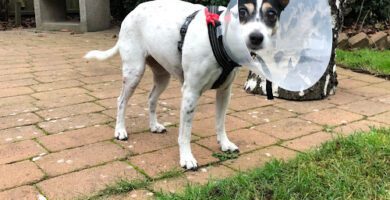 Travbanekliniken Hallands Djursjukhus veterinär