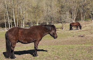 Uddevalla Veterinärpraktik AB veterinär