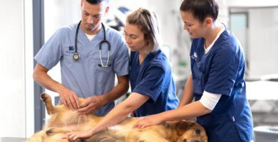 Uppsala Veterinarian veterinär