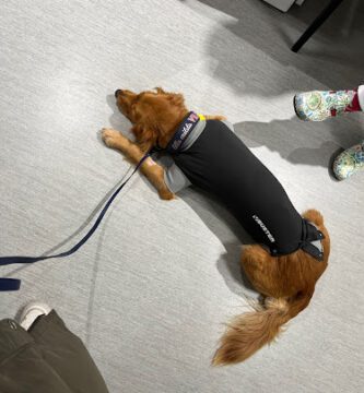 Uppsala Veterinärklinik Evidensia veterinär