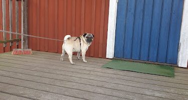 VM Veterinär AB veterinär