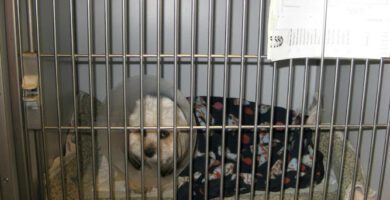 Vara Veterinärstation AB veterinär