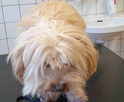 Varekils Animal Clinic AB veterinär