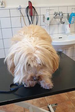 Varekils Animal Clinic AB veterinär