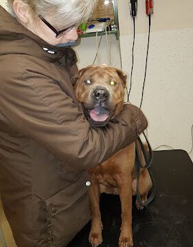 Vesslarp Veterinärklinik AB veterinär