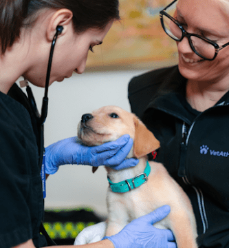 VetAtHome veterinär