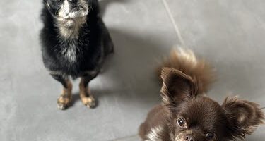 VeteriNära Falsterbo veterinär