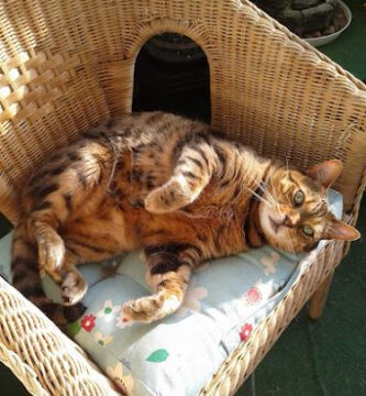 Veterinär Bengt Röken veterinär