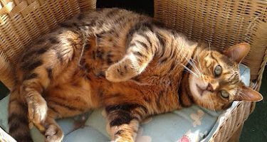 Veterinär Bengt Röken veterinär